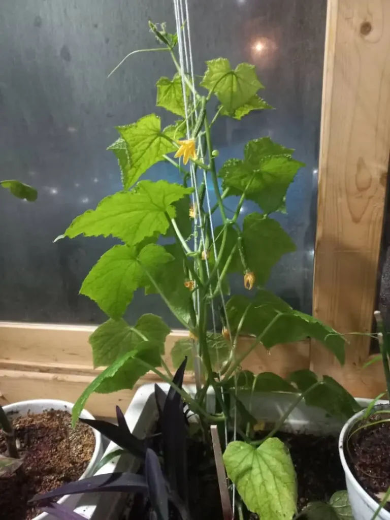 اجرای پنجره های چوبی برای گلخانه های خانگی